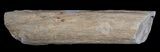 Unpolished Petrified Wood Limb - Blue Forest #6219-1